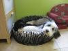 Yanti, Bearded Collie mit Tutyi